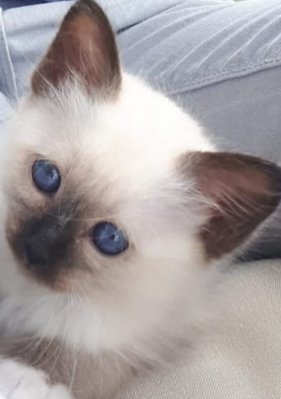 Magnifique  sacré  de birmanie