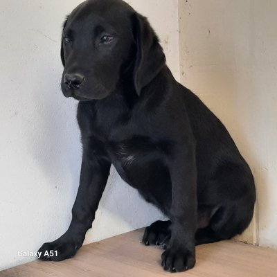 Chiots labrador noir