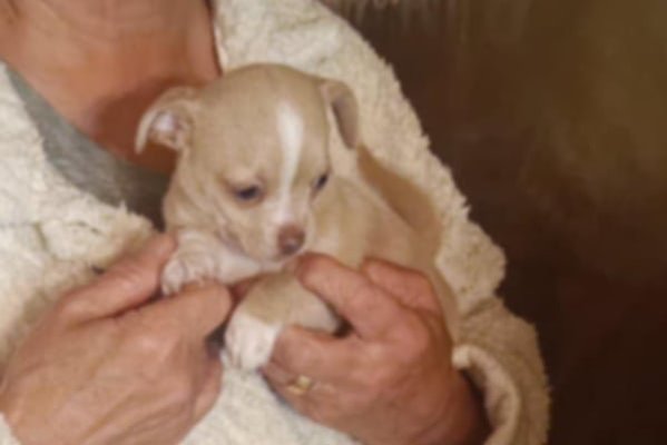 Chihuahua croisé pinscher