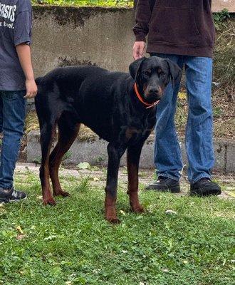 Adorable dobermann à donner