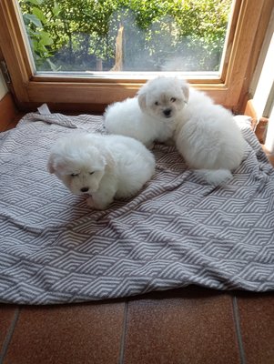 Chiots coton de tuléar