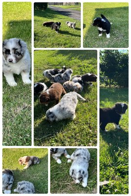 Superbes petits chiots