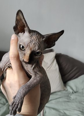 Sphynx Chatons disponibles