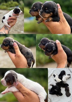 Magnifique chiots teckel nain à réserver