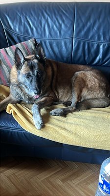 Spike, 8 ans, chien à donner suite au décès de son maître