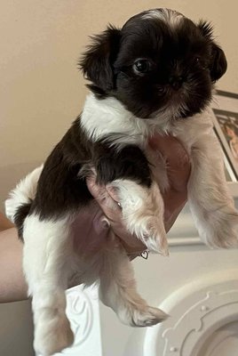 Petit mâle Shih-tzu