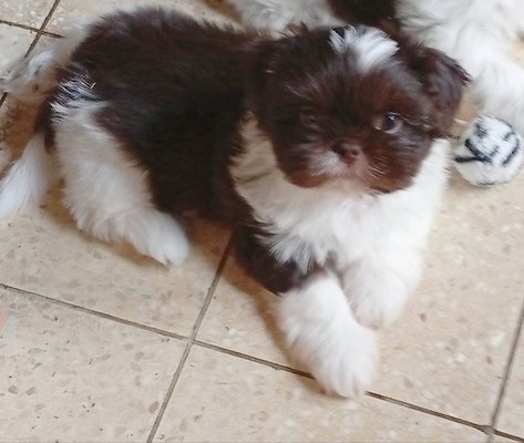 Petit cœur [cherche] un doux panier