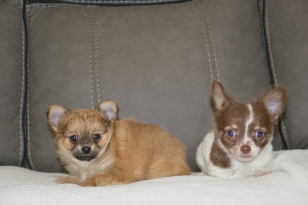 Chihuahuas bébés