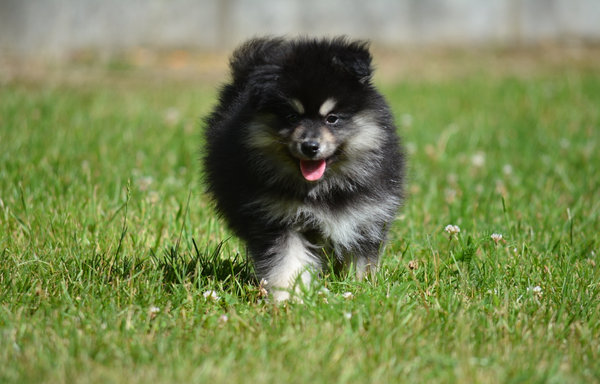 Pomsky F4