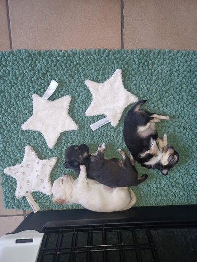 Chihuahua poils long à vendre