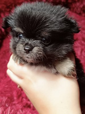 Magnifique Pomchi