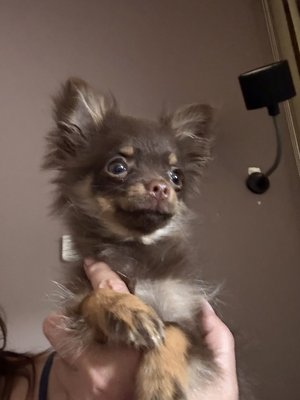 Magnifique pomchi de 4mois