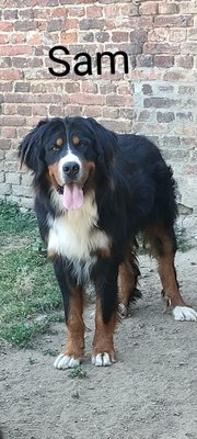 Tres beau mâle bouvier bernois