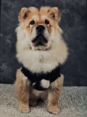 Chow-Chow femelle à donner