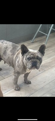 Femelle bouledogue francais