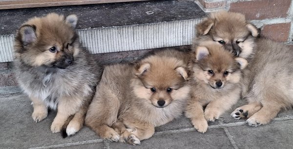 Spitz allemand