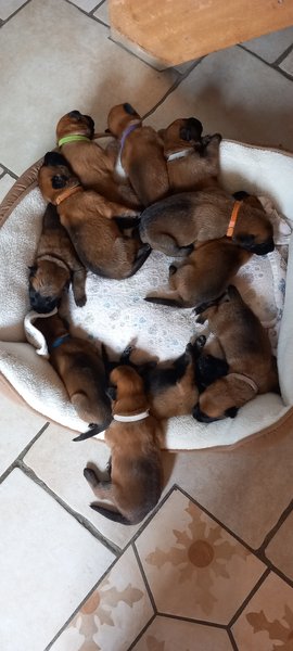 Chiot malinois