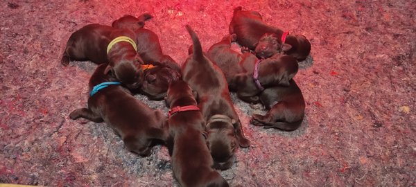 Chiots labrador chocolat