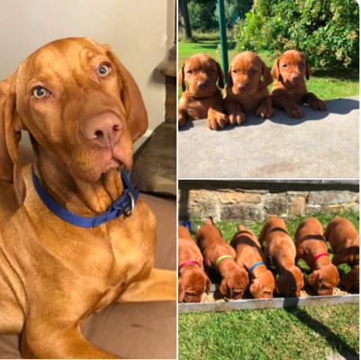 Chiots Braque-hongrois à vendre