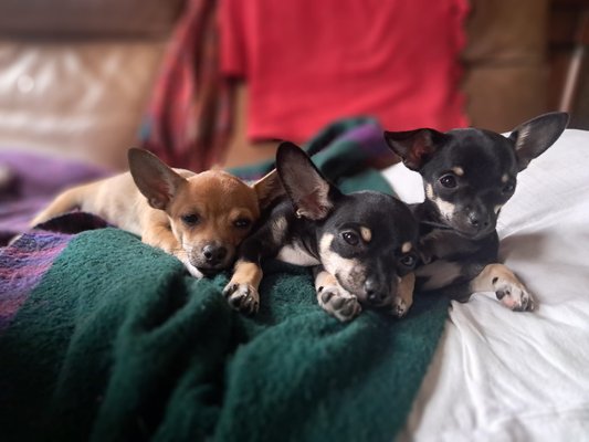 Adorables Chihuahuas à vendre.