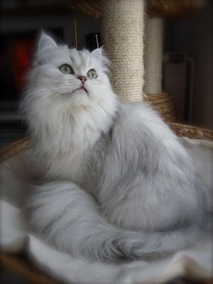 🐾Superbe Persan Chinchilla silver shaed