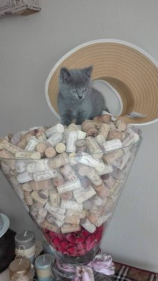 Magnifiques chatons chartreux à vendre