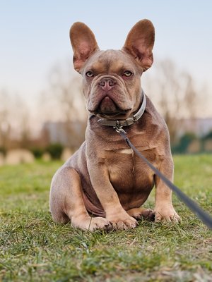 Bouledogue français