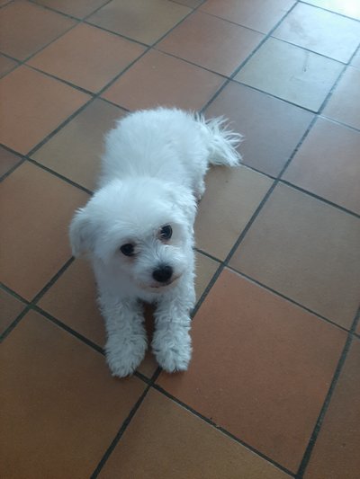 Bichon maltais femelle