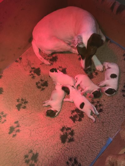Fox terrier poil lisse Terrier des Roches