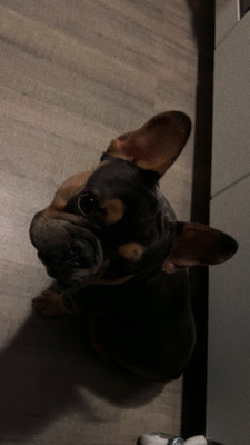 Bouledogue français
