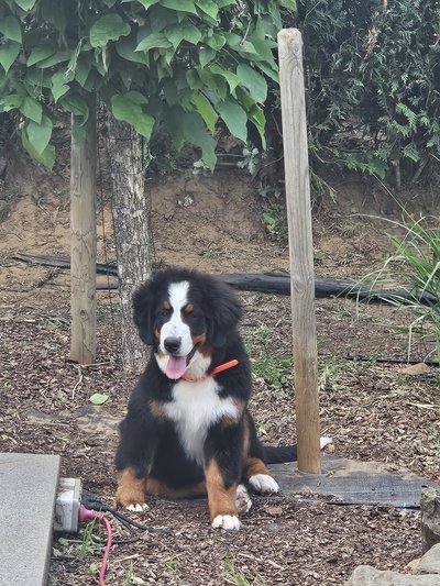 Femelle bouvier bernois  pedigree lof 4 mois