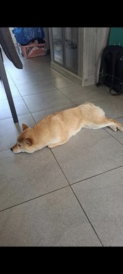 Shihba-inu à donner