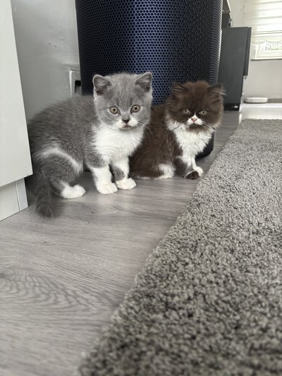 Magnifique chaton