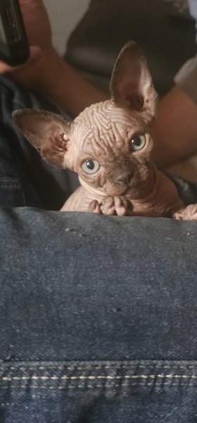 Chaton Sphynx