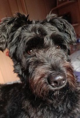 Croisé Bouvier des Flandres à donner