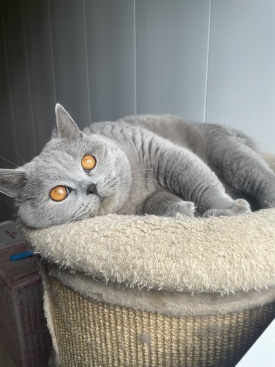 British Shorthair bleu