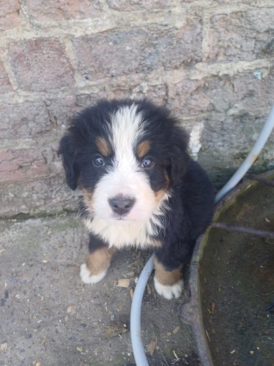 Chiots bouvier bernois