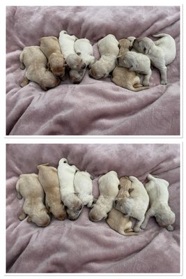 Magnifiques chiots Golden retriever