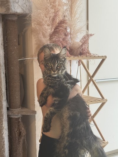 Maine coon