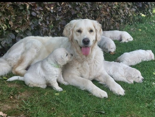 Golden retriever