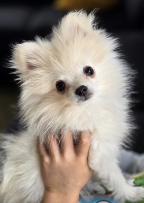 Dernier mini spitz blanc /creme