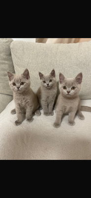 Chatons british shorthair
