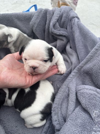 Bouledogues français à vendre