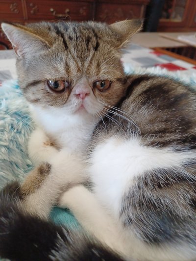 Chaton exotic shorthair (persan poil court)