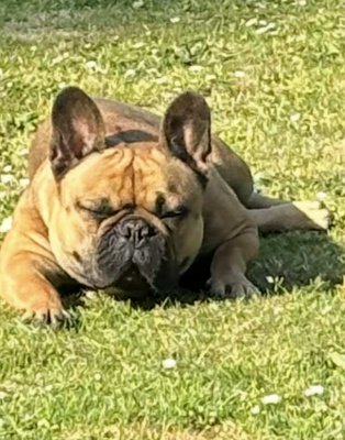 Bouledogue femelle de 2 ans de couleur fauve charbonné