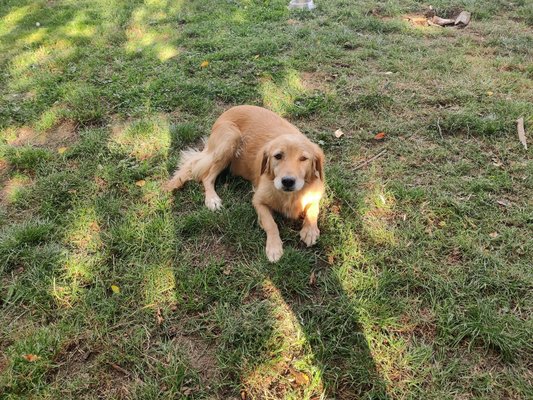 Chien Golden retriever