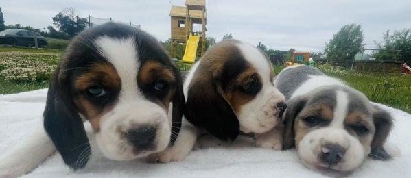 Beagle