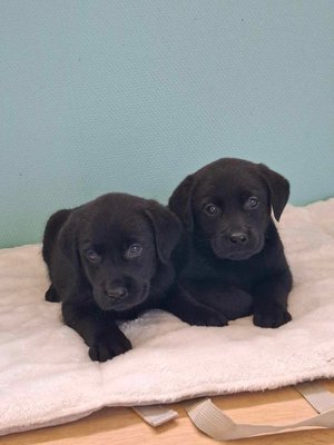 Labrador