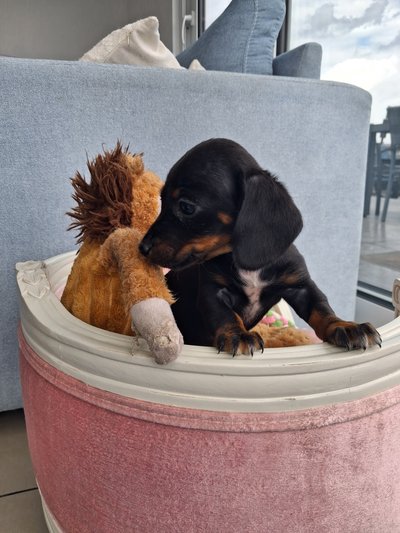 Magnifique bébé teckel nain poils cour