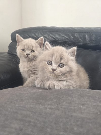 2 magnifiques chatons mâles lilac à vendre